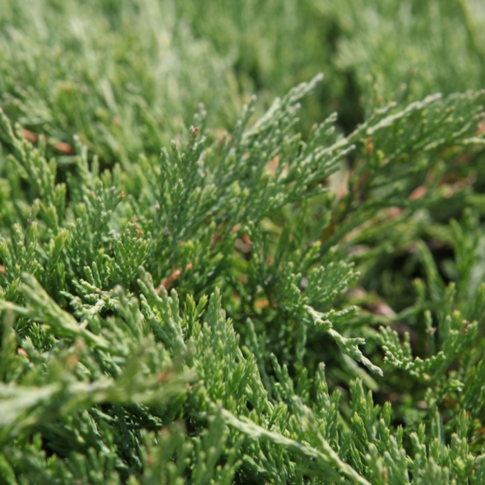 4257_040147_Juniperus_horizontalis_Andorra_Compact[1].png